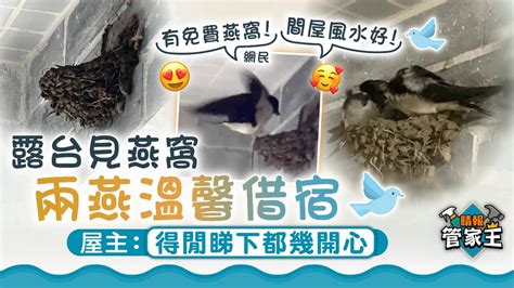 屋簷鳥|燕子築巢｜露台見燕窩 兩燕溫馨借宿 屋主：得閒睇下 